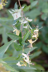 Lonicera periclymenum