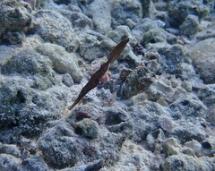 Solenostomus cyanopterus