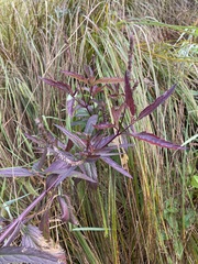 Verbena hastata