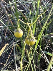Solanum dimidiatum