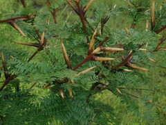 Vachellia cornigera