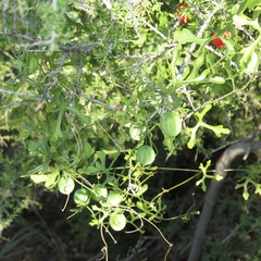 Ibervillea macdougalii