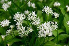 Allium ursinum