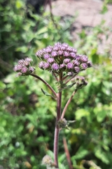 Ageratum corymbosum