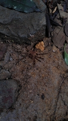 Acanthoctenus