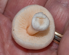 Pluteus tomentosulus