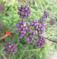 Ageratum corymbosum