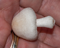 Pluteus tomentosulus