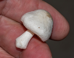 Pluteus tomentosulus