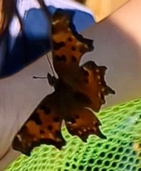 Polygonia gracilis