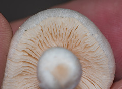 Pluteus tomentosulus