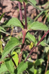 Ageratum corymbosum