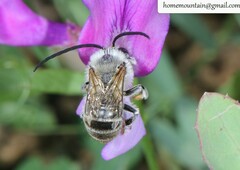 Eucera