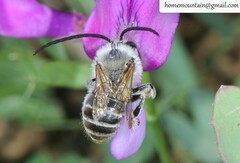 Eucera