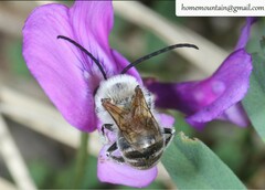 Eucera