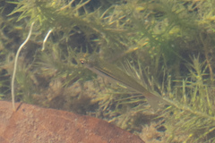 Rasbora borapetensis