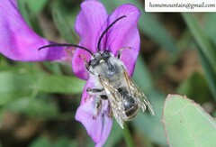 Eucera