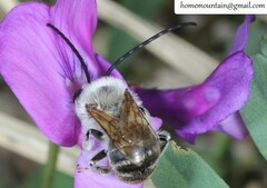 Eucera