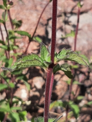 Ageratum corymbosum
