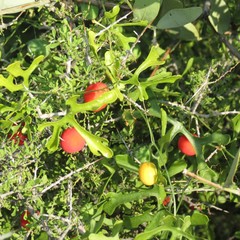 Ibervillea macdougalii