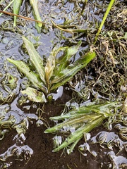 Potamogeton alpinus
