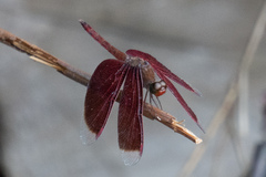 Neurothemis fluctuans