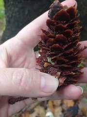 Pucciniastrum areolatum