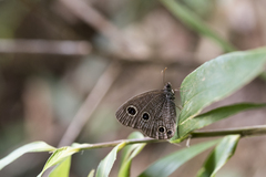 Ypthima multistriata