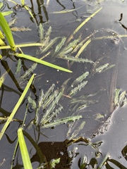 Potamogeton alpinus