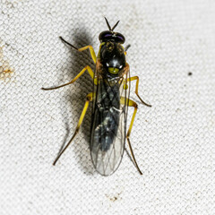 Stratiomyomorpha