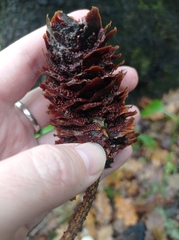 Pucciniastrum areolatum