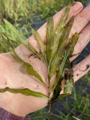 Potamogeton alpinus
