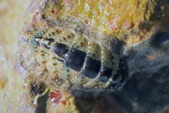 Rhyssoplax olivacea