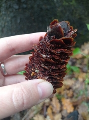 Pucciniastrum areolatum
