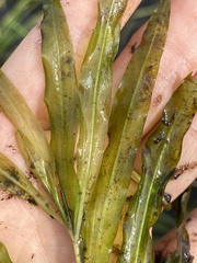 Potamogeton alpinus