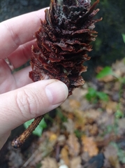 Pucciniastrum areolatum