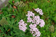 Achillea millefolium