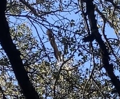 Sciurus griseus