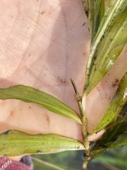 Potamogeton alpinus