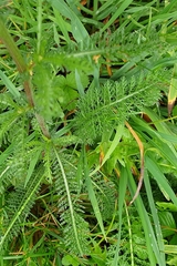 Achillea millefolium