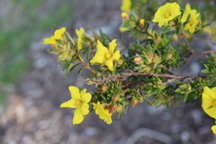 Hibbertia sericea
