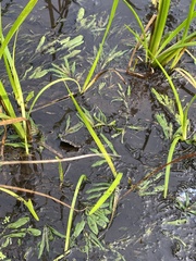 Potamogeton alpinus