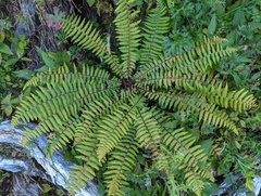 Dryopteris zayuensis