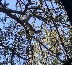 Sciurus griseus