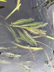 Potamogeton alpinus