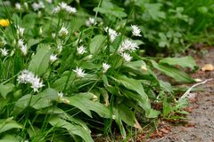 Allium ursinum