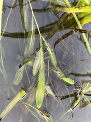 Potamogeton alpinus