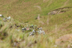 Geospizopsis unicolor