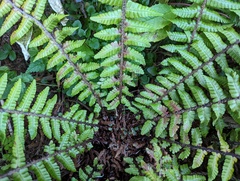 Dryopteris zayuensis