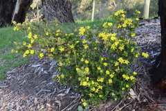 Hibbertia sericea